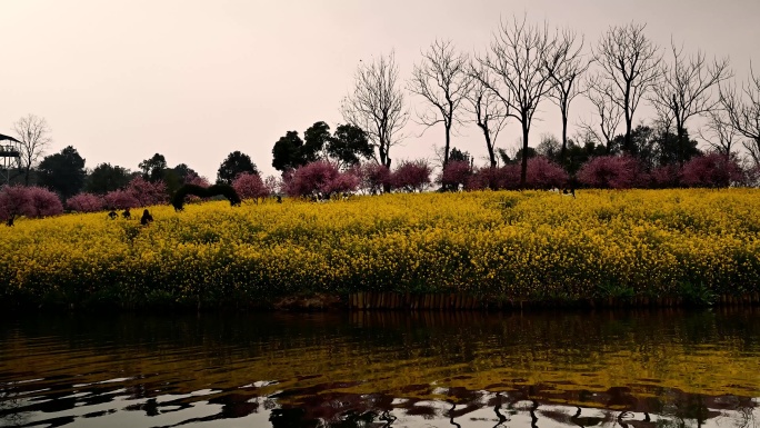 天平山风景区油菜花