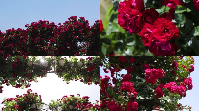 玫瑰花 月季 蔷薇花 花海 唯美  花园