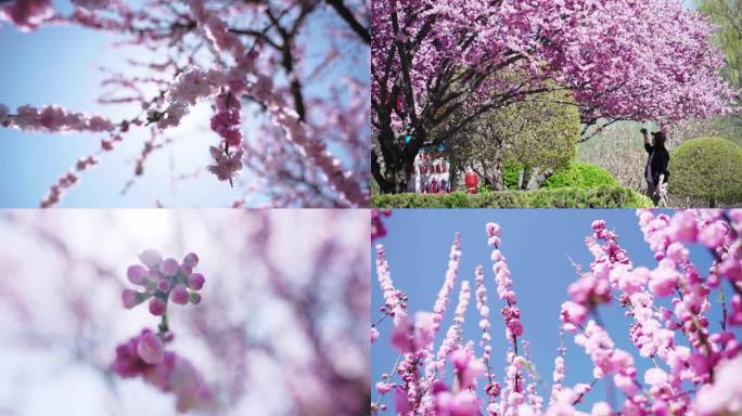 春暖花开 万物复苏