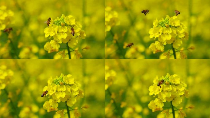 春日微风中的油菜花和蜜蜂慢镜