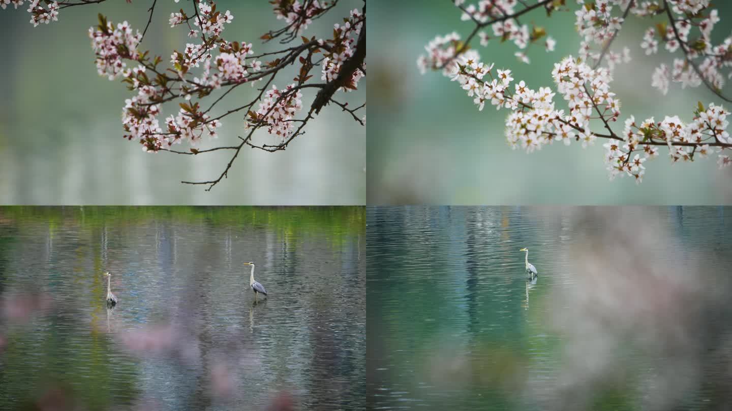 春天春江水暖樱花桃花诗意意境视频素材