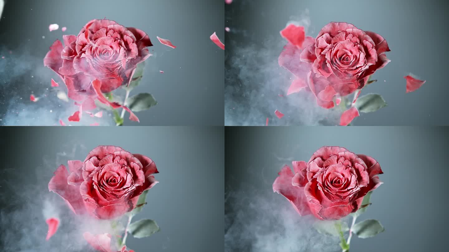 冷冻在液氮中的红玫瑰的超级慢动作爆炸