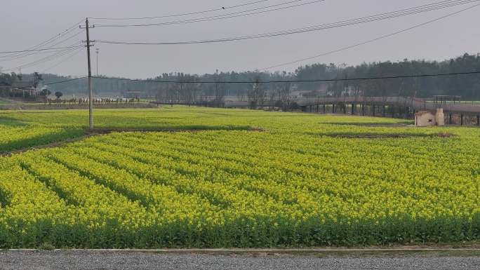 长沙县福临镇油菜花航拍