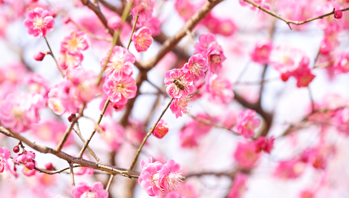 4k春天花开 梅花 梅花开 蜜蜂采蜜特写