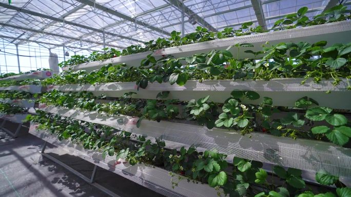 现代化立体栽培草莓大棚