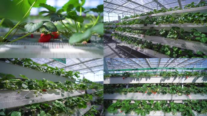 现代化立体栽培草莓大棚