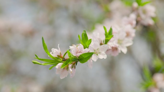 初春的公园树枝发芽花朵盛开