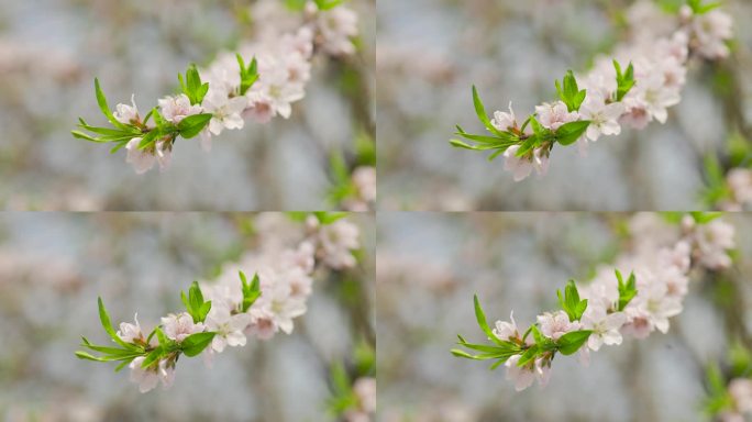 初春的公园树枝发芽花朵盛开