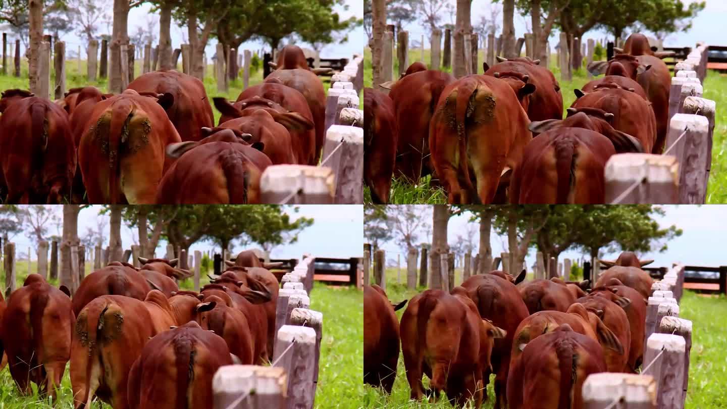 红婆罗门牛原产于印度。婆罗门牛具有良好的耐热性，广泛分布于热带地区