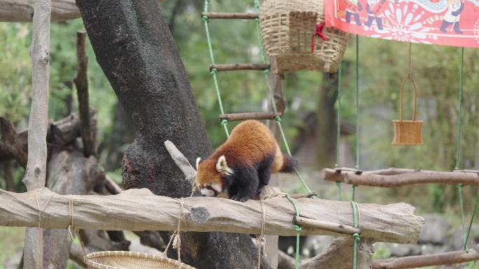 小熊猫颜色艳丽，萌萌的十分惹人喜爱