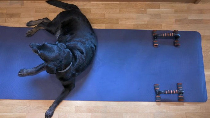 一只年长的黑色拉布拉多狗躺在蓝色瑜伽垫上，这张瑜伽垫最初是为它的主人指定的。突然，狗沉迷于愉快地抓头