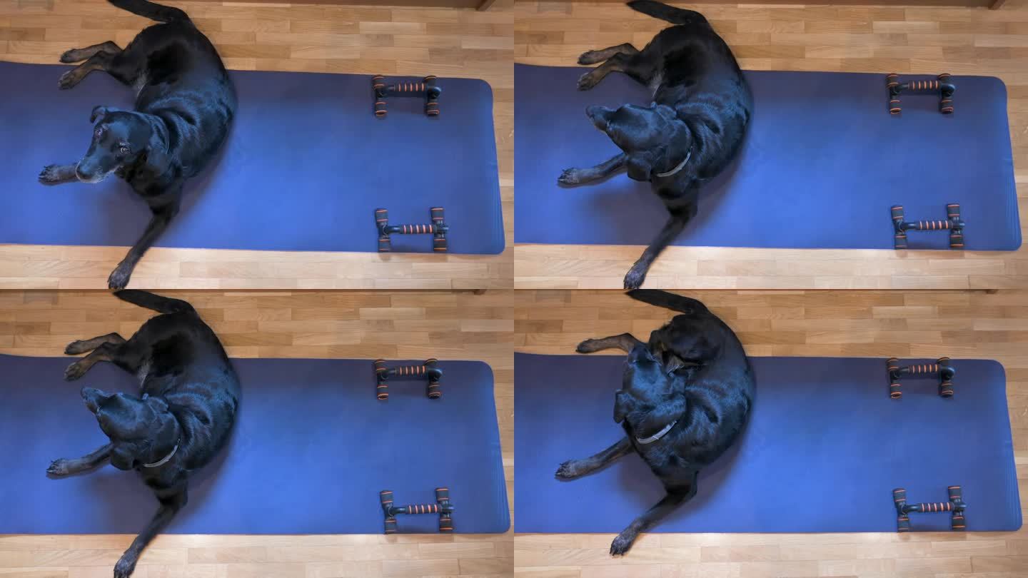 一只年长的黑色拉布拉多狗躺在蓝色瑜伽垫上，这张瑜伽垫最初是为它的主人指定的。突然，狗沉迷于愉快地抓头