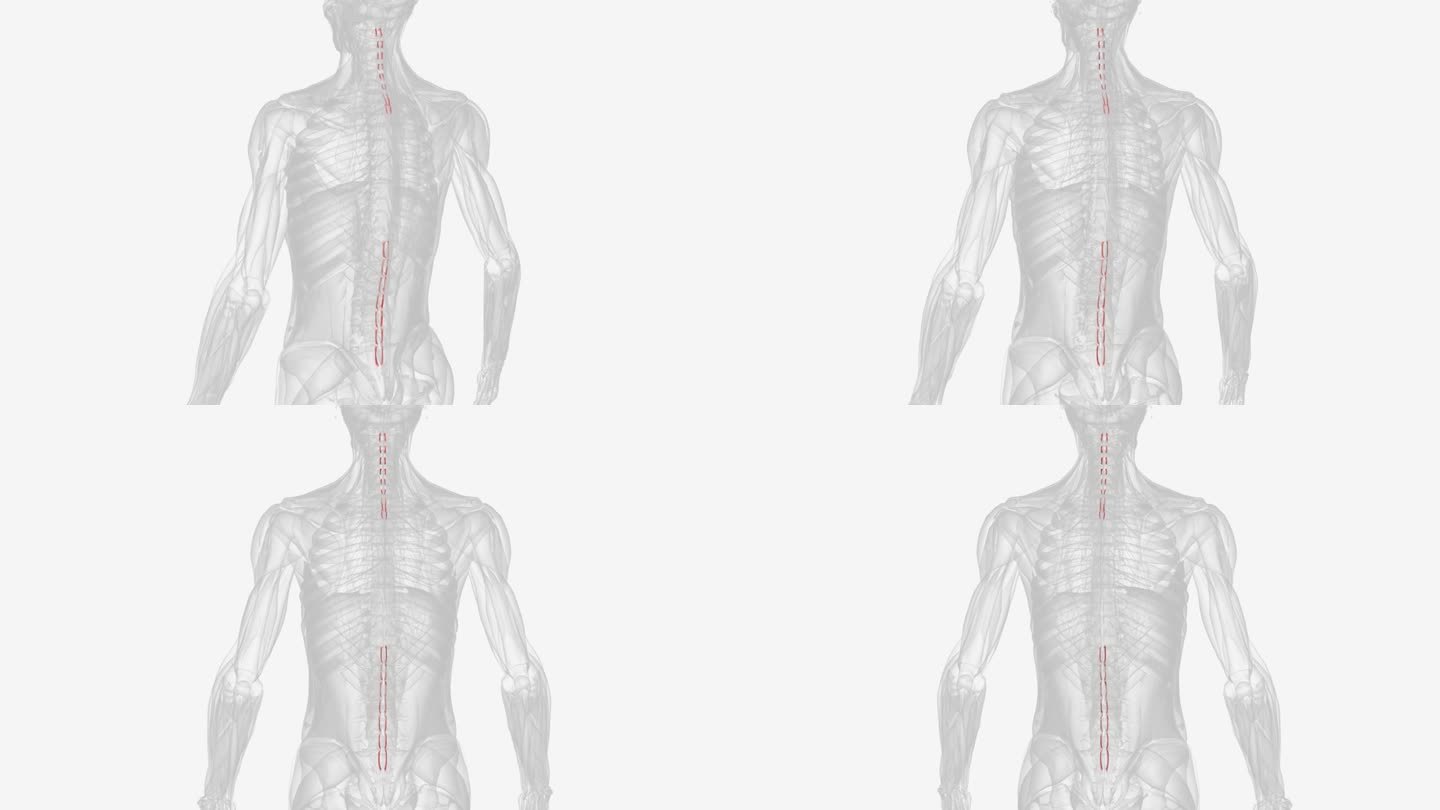 棘间肌是连接相邻脊椎骨棘突的小肌肉。