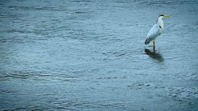 河中的白鹭水鸟鹭鸶群视频素材
