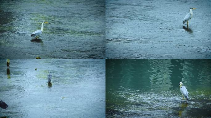 河中的白鹭水鸟鹭鸶群视频素材
