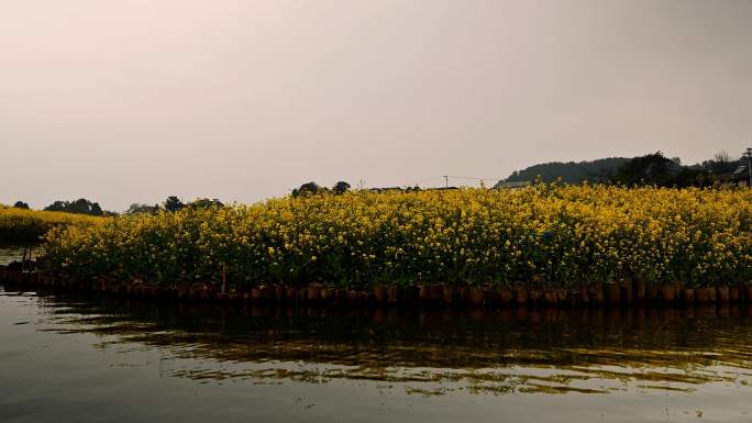 云林天乡湖畔油菜花