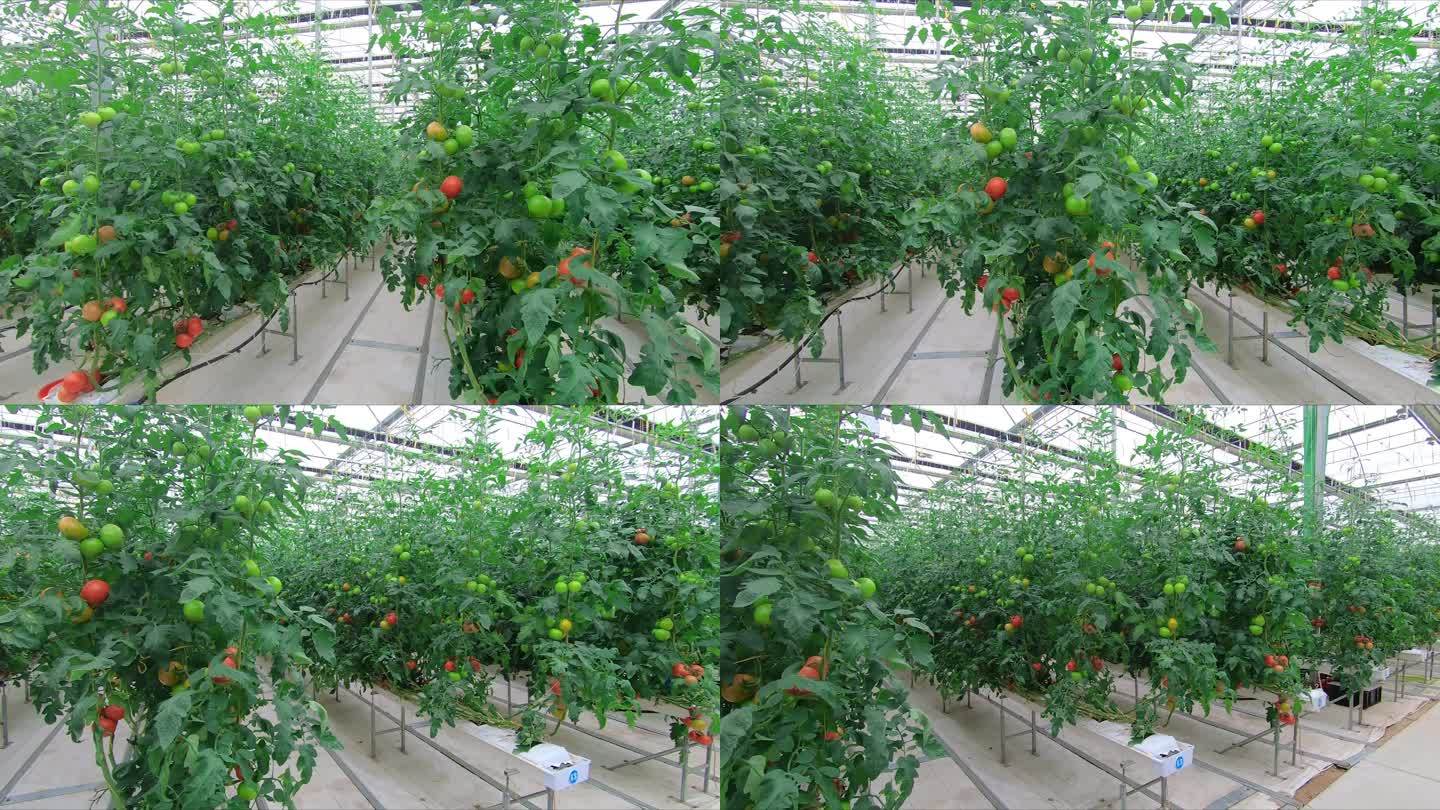 现代化西红柿种植