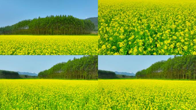 航拍油菜花