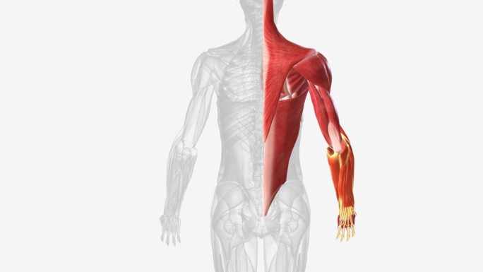 前臂前室的肌肉被组织成三层。