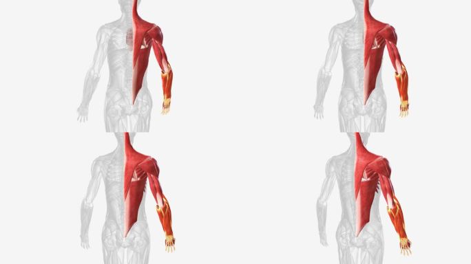前臂前室的肌肉被组织成三层。