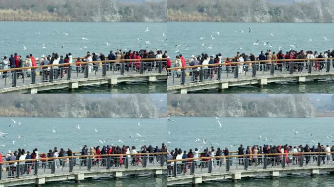 升格拍摄四川绵阳冬天阳光下的海鸥和江水