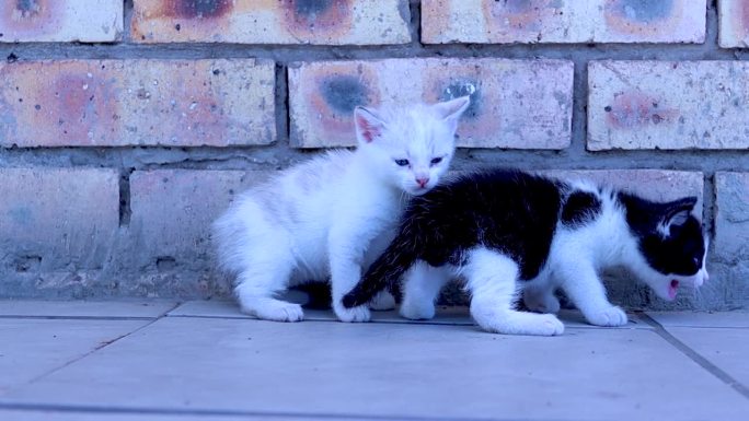 两只色彩鲜艳的小猫沿着砖墙在瓷砖地板上游荡的静态照片