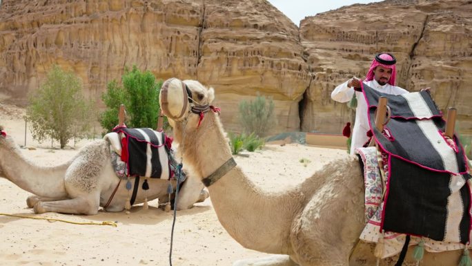 斜倚的骆驼和沙特阿拉伯人准备骑骆驼
