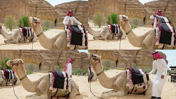 斜倚的骆驼和沙特阿拉伯人准备骑骆驼