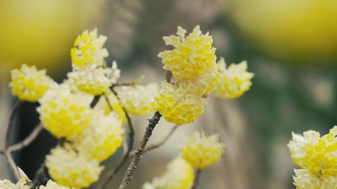 盛开的结香花 结香花结香树实拍