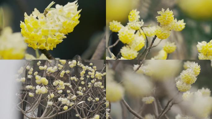 盛开的结香花 结香花结香树实拍