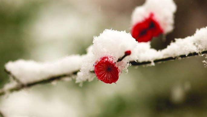 雪天的梅花