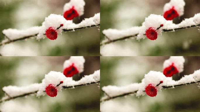 雪天的梅花