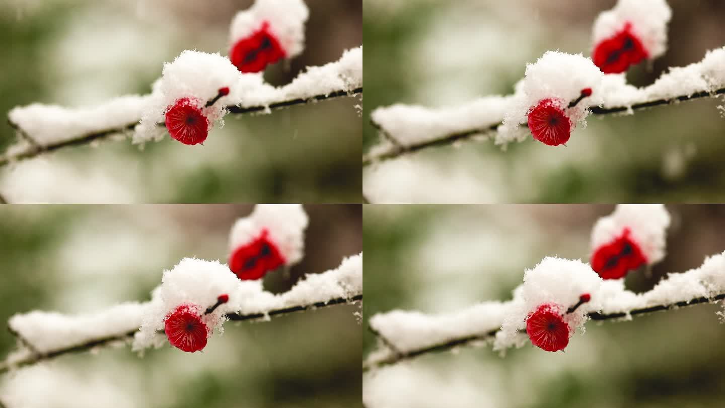 雪天的梅花