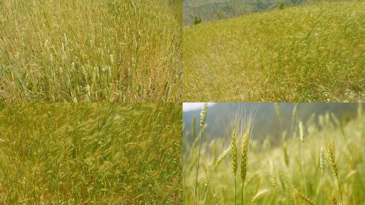 接近成熟的小麦，风吹麦浪，h.265编码