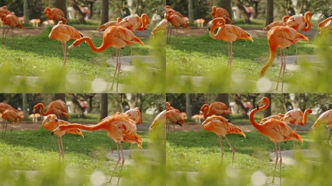 动物园里的火烈鸟大红鹳嬉戏栖息