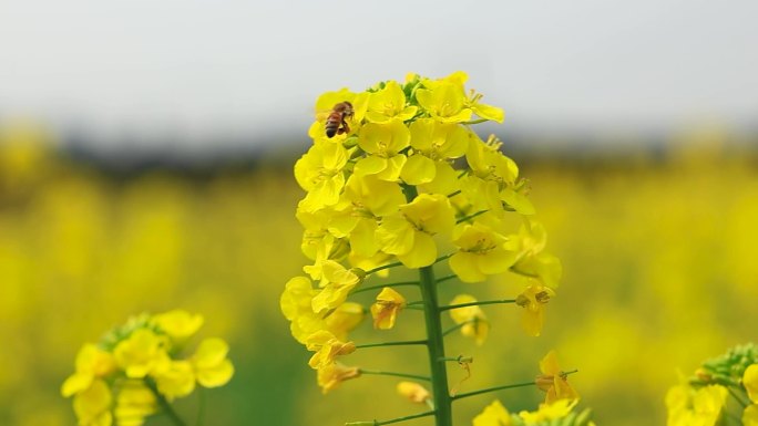 春日微风中的油菜花和蜜蜂慢镜