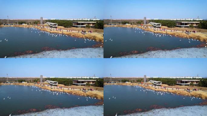 航拍镜头捕捉到了天鹅在湖中玩耍的画面