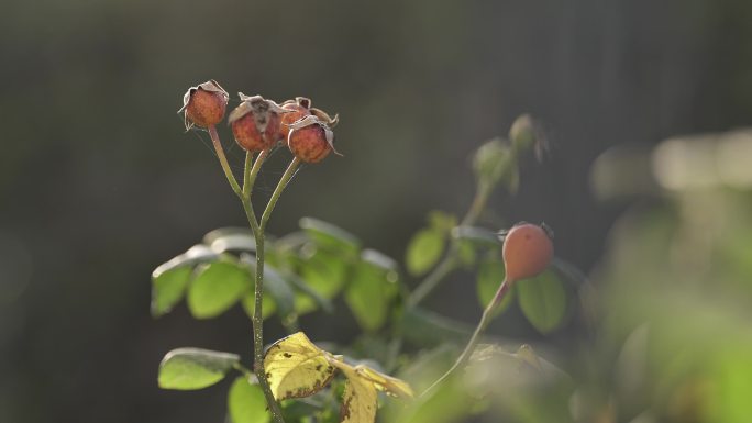 枯败残花