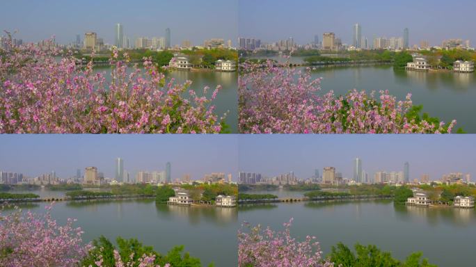 西湖繁花大景