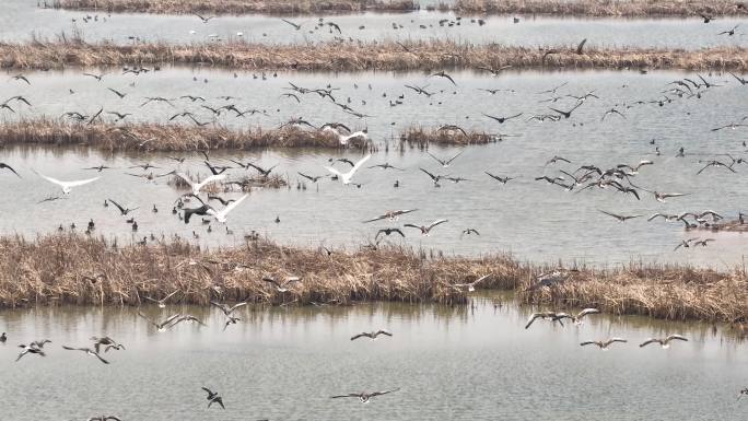 黄河口湿地鸟类