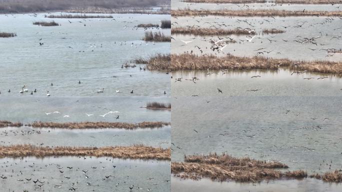 黄河口湿地鸟类