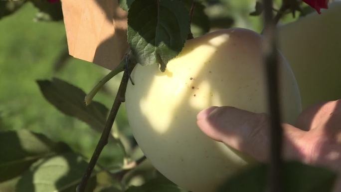 红黑点病 苹果病虫害 果树病虫害