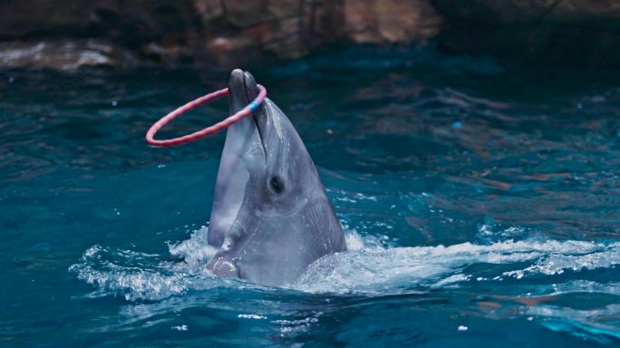 水族馆海豚表演