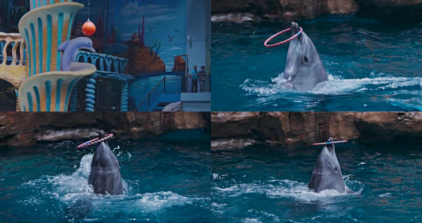 水族馆海豚表演