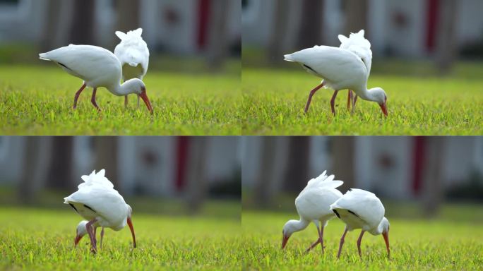 夏季，白鹮，又名大白鹭或苍鹭，在城市公园的草地上散步和觅食