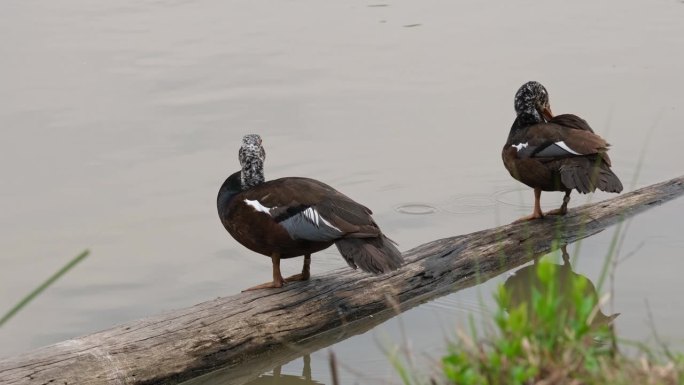 两只在原木上休息，一只在右边，另一只在左边，白翅鸭Asarcornis scuulata，泰国