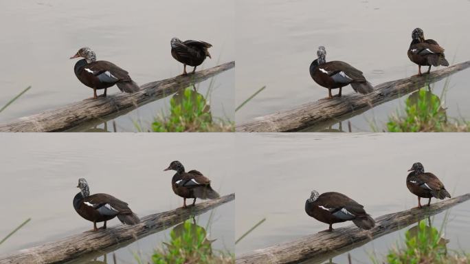 两只在原木上休息，一只在右边，另一只在左边，白翅鸭Asarcornis scuulata，泰国