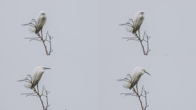 白鹭在树上休息枝头小鸟鸟休息