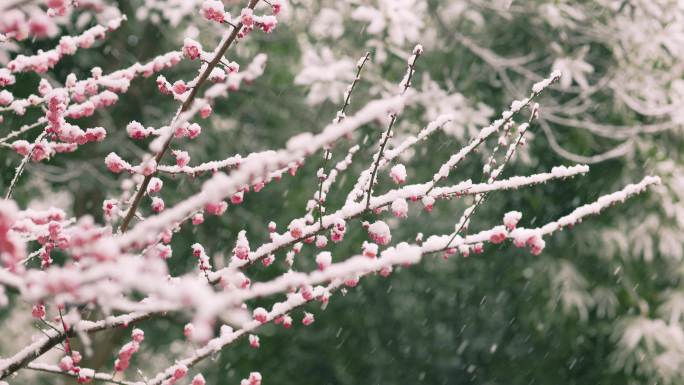 雪天的梅花