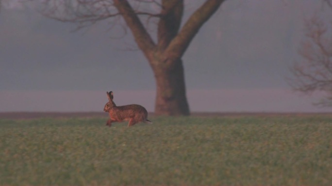 春天在草地上奔跑的野兔(慢步)